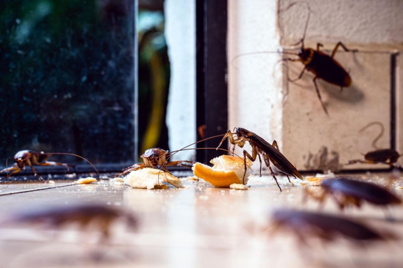 5 Dicas Infalíveis para Evitar Pragas Urbanas em Casa